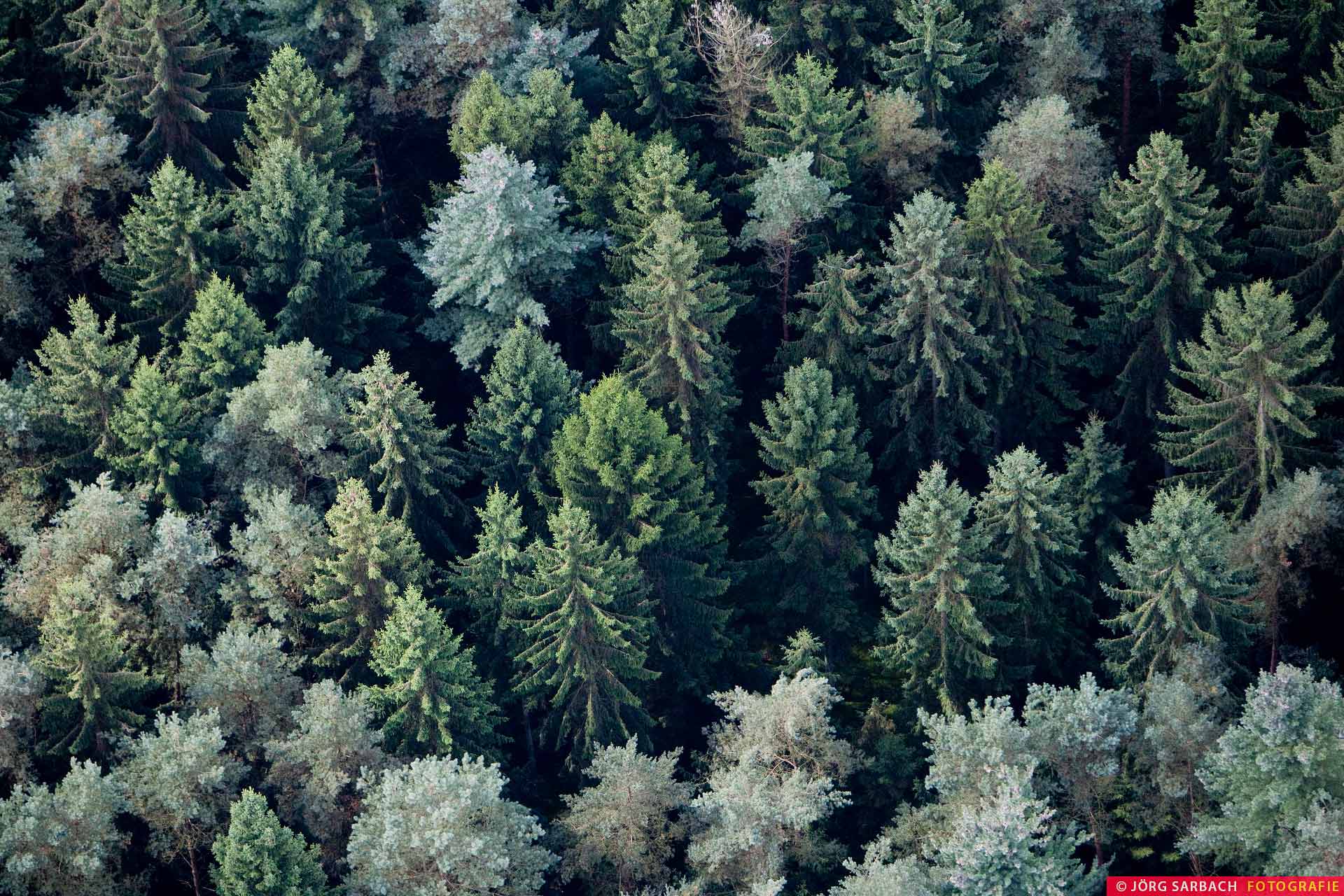 Wald, Nadelhölzer, Grün, Luftbild