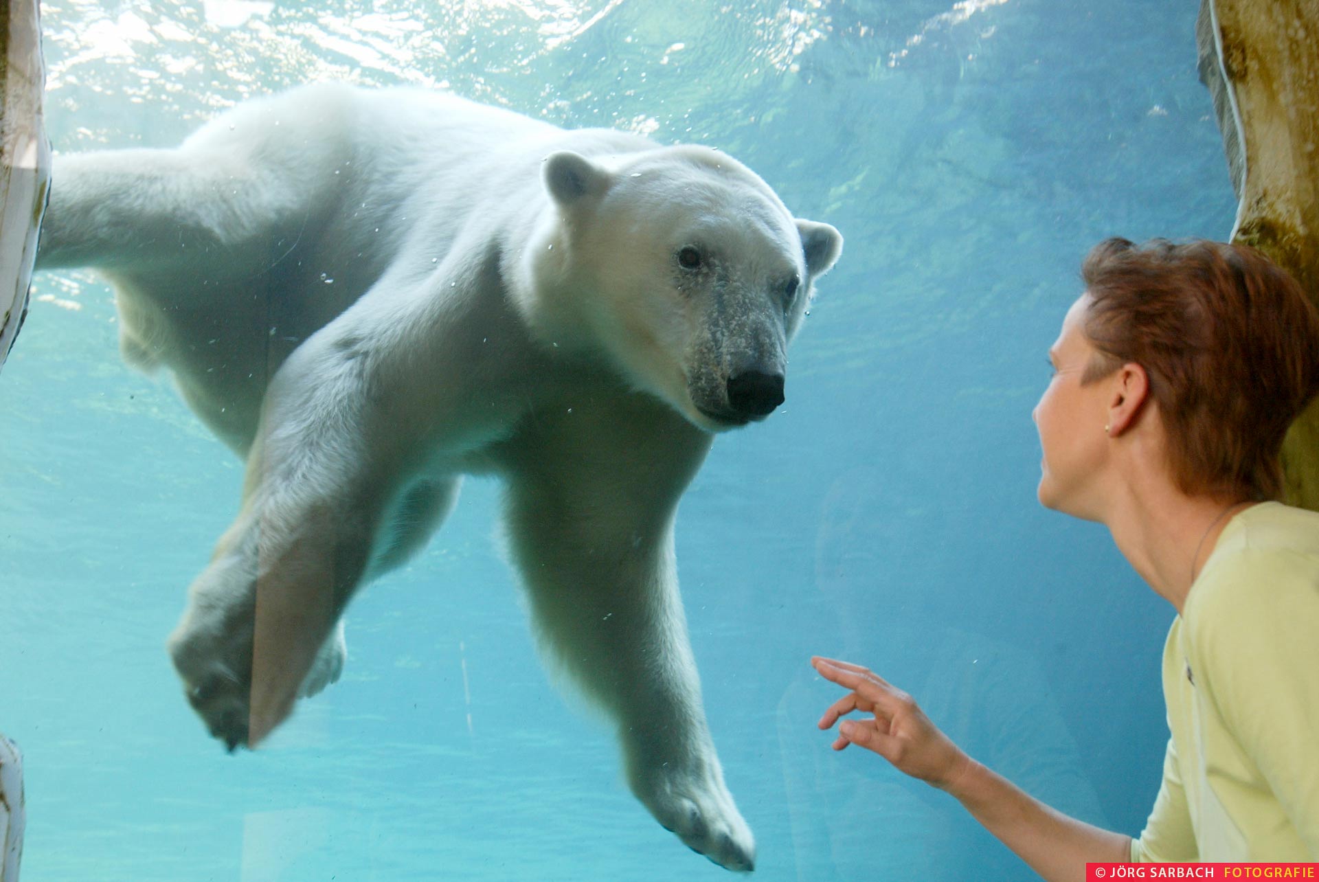 Eisbär, Tier, Zoo, Bremerhaven