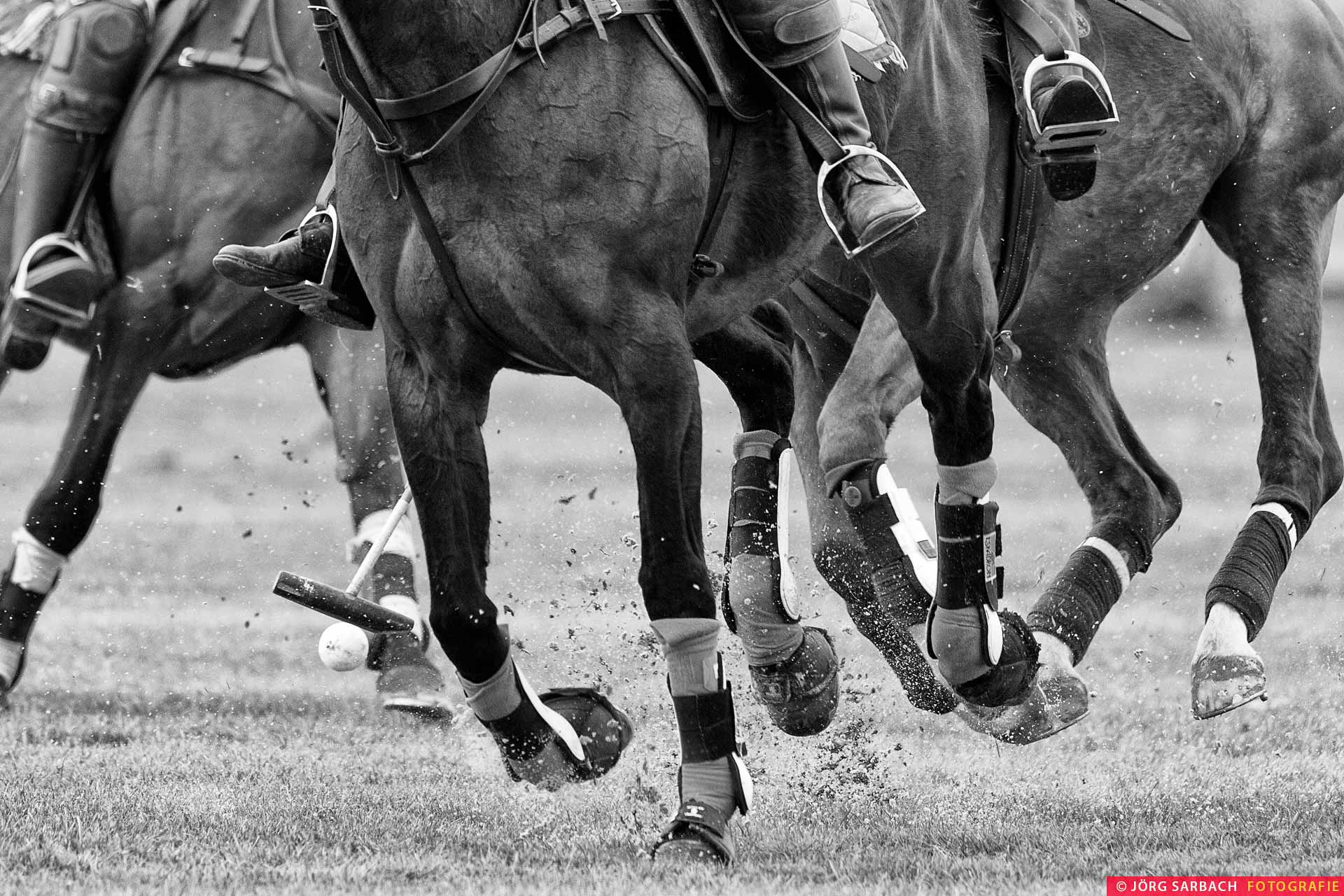 Sport, Pferde, Polo